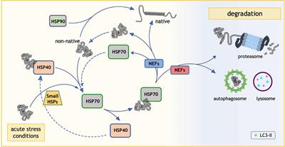 A Crucial Role for the Protein Quality Control System in Motor Neuron Diseases